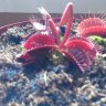 DionaeaMuscipula