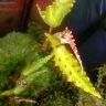 mundobegonia
