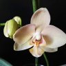 BellaPhalaenopsis