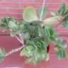 cotyledon