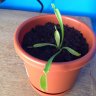 emilioprincipianteplantas