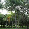 nobre-lapa