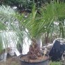 palmpasion
