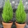 Dani plant