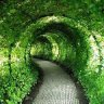 Will Verde