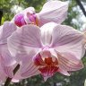 DafneTam