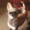 MariaDog