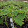 ecoplante374