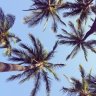 Alex_TropicalDreams