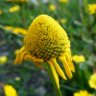 Chrysanthemum