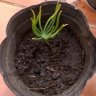 Elconifero