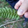 JAVIBOTA