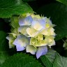 FlordeLotodeJardin