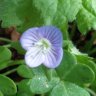 v.chamaedrys