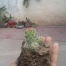 Alannahuel