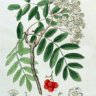 Sorbus_sp.