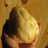 permoliva