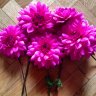 black_dahlia