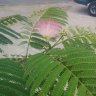 El_Ivans