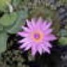 Gladys Perez R