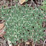 amomicactus