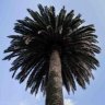 Proyectopalmera