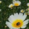 florisbela