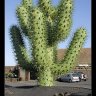 Cactuspinchin