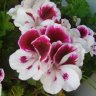 Amapola86