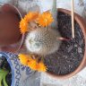 Cristinacactus