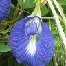 florescoruna