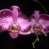 echeverria7693