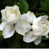 MariaFlower
