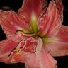 hippeastrum