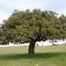 constantgardener