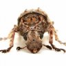 toxonotus