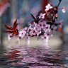 Cerezo89