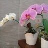 DaniaPa