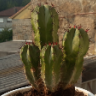 AFLoureiro