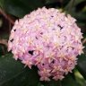 Eurotropical