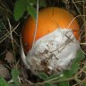Marasmius