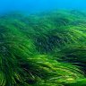 PoseidonPosidonia