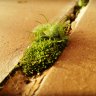 greenlaurand