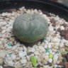 NOTARIA29