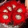 mp_cactus