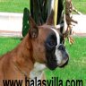 BALASBOX