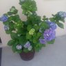 Ifigeniaflower