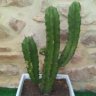 Socacris