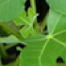 octacoon