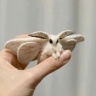 Baterflai